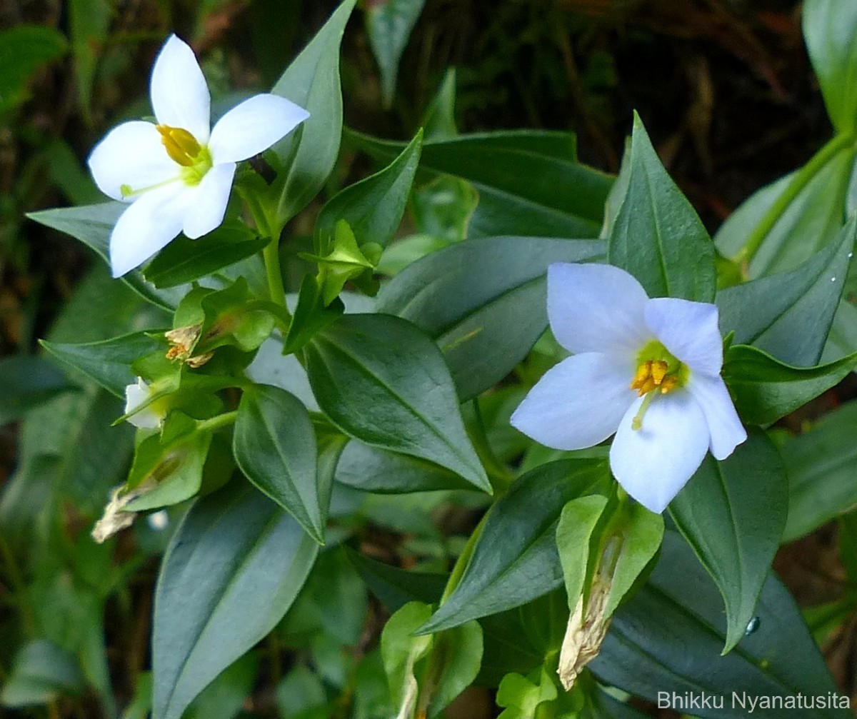 Exacum pallidum (Trimen) Klack.